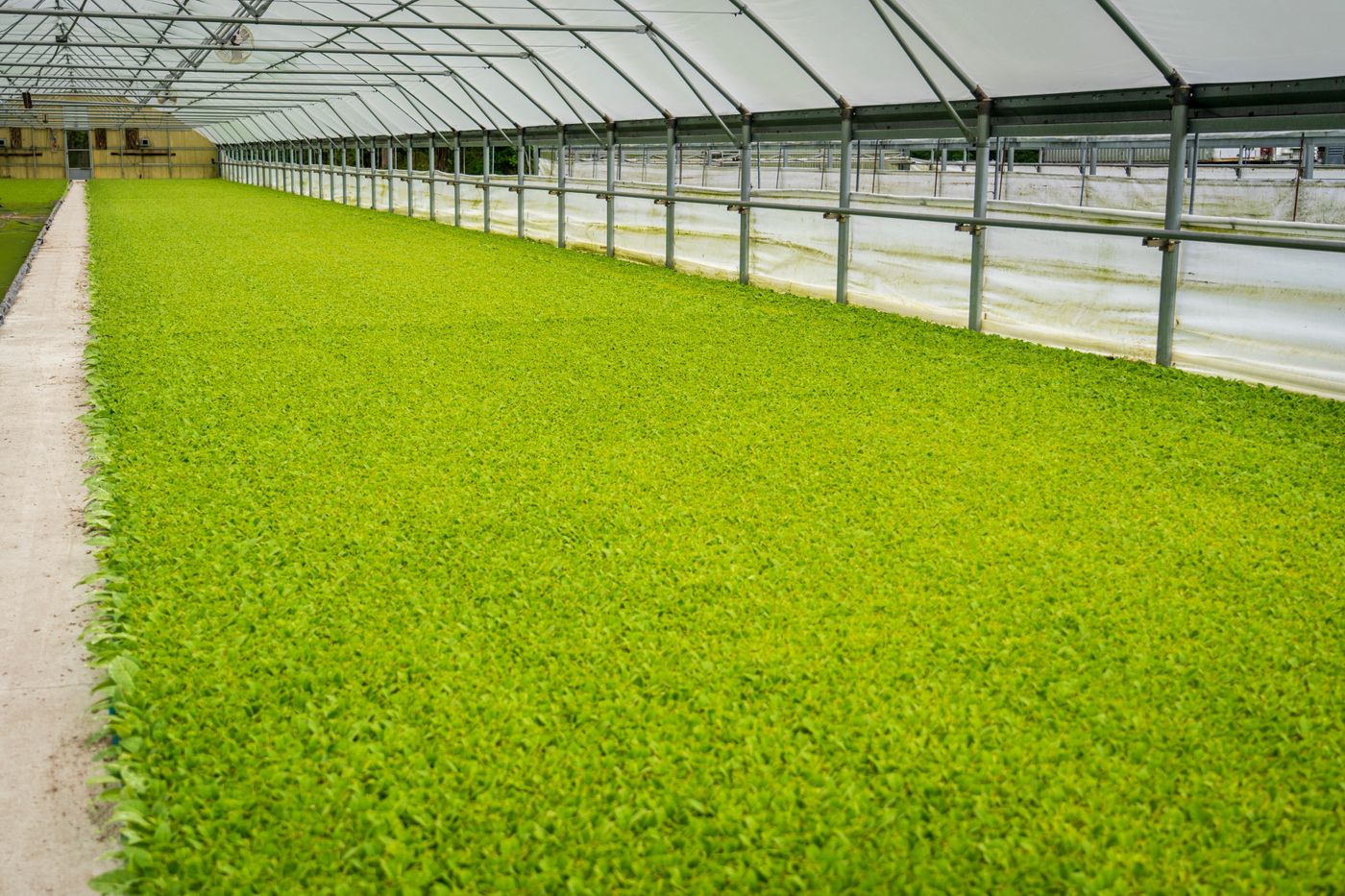 Invernadero de gran extensión con hileras de planta verde bajo cubierta