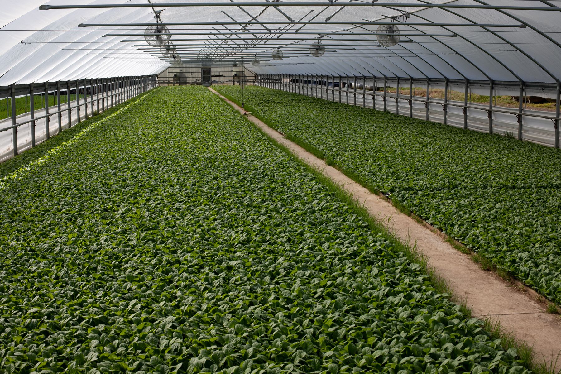 Interior de un invernadero comercial con largas hileras de cultivo