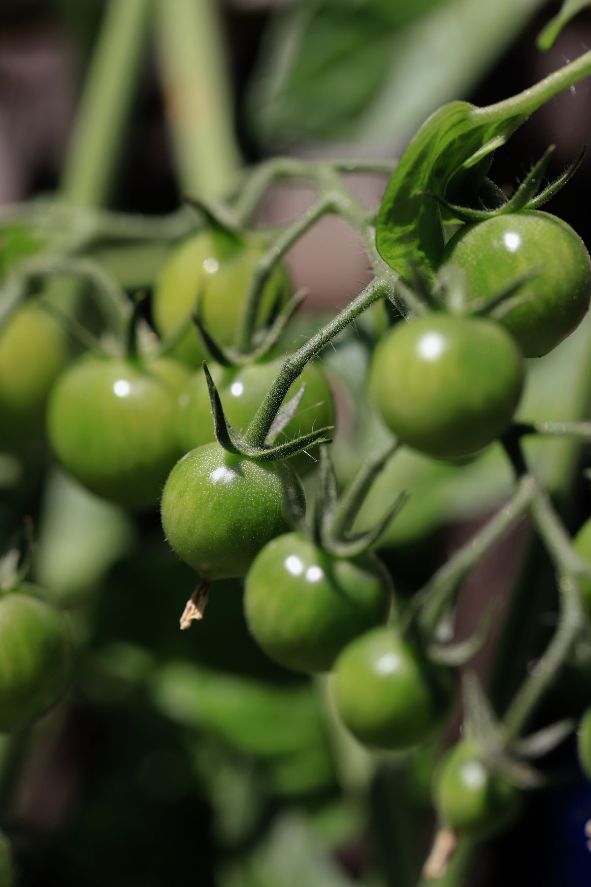 Racimo de jitomates verdes madurando en la planta